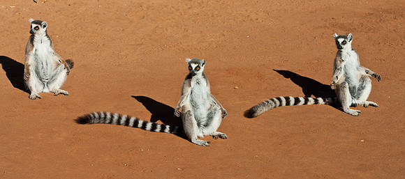 Berenty, Madagascar