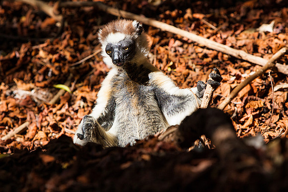 Berenty, Madagascar