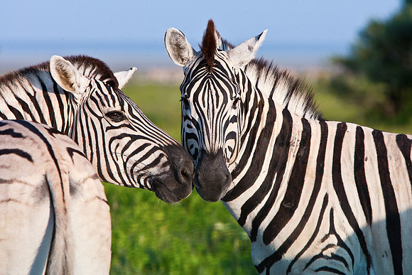 Etosha National Park, Namibia