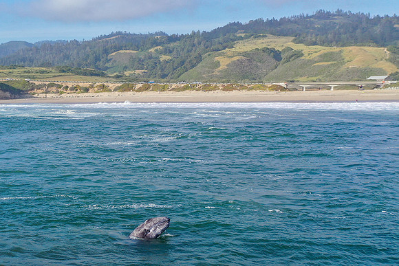 Santa Cruz, CA