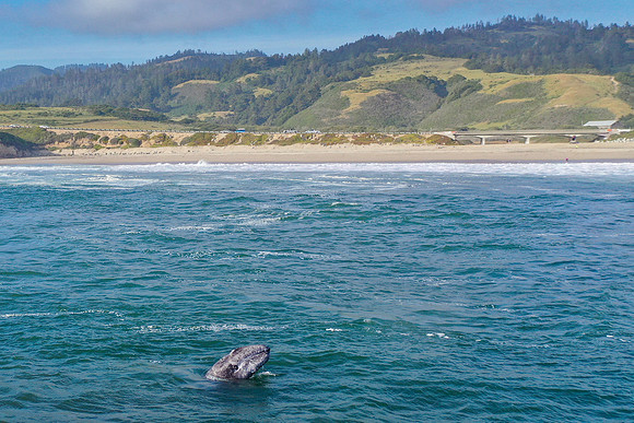 Santa Cruz, CA